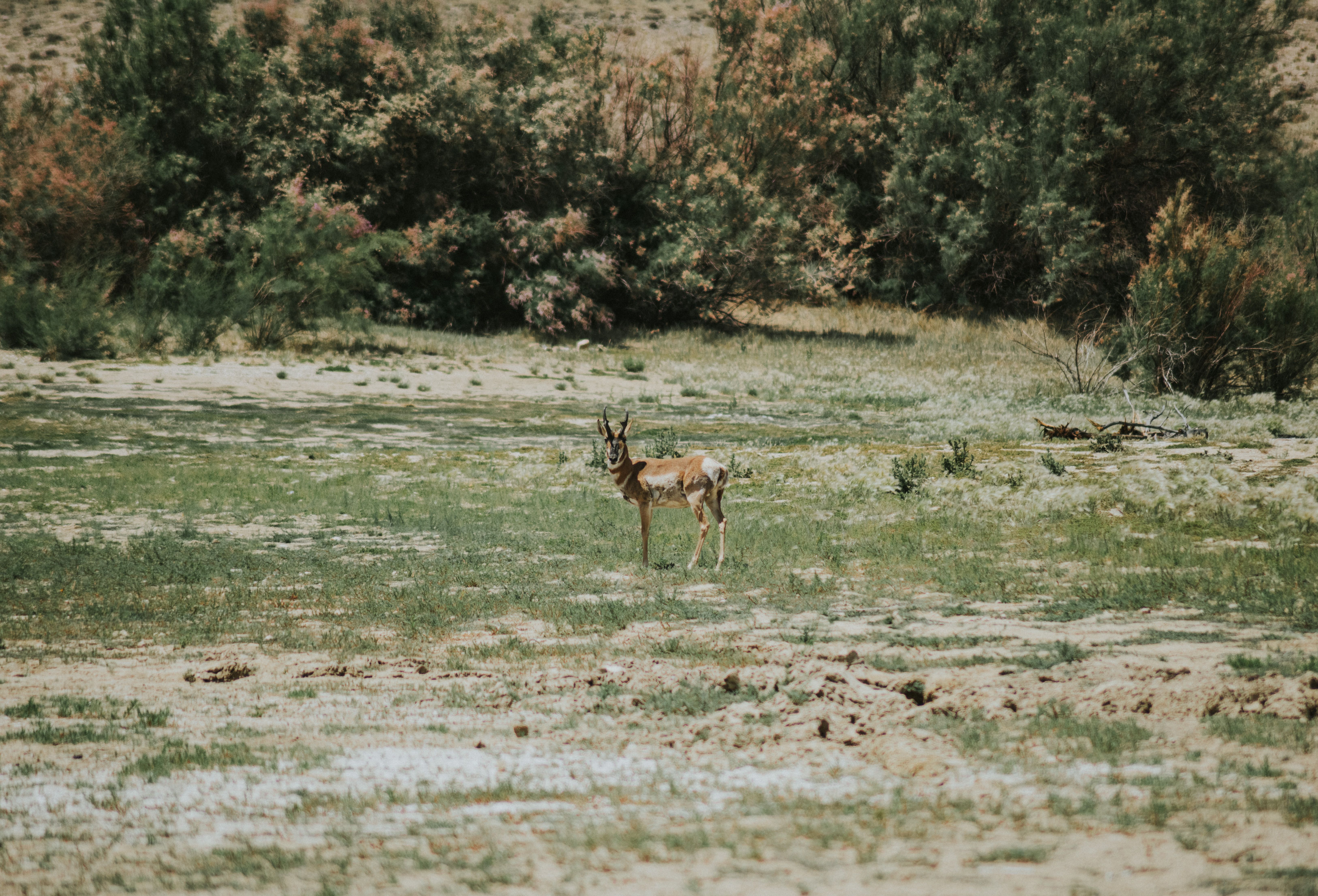Ash Meadows scenic view 4