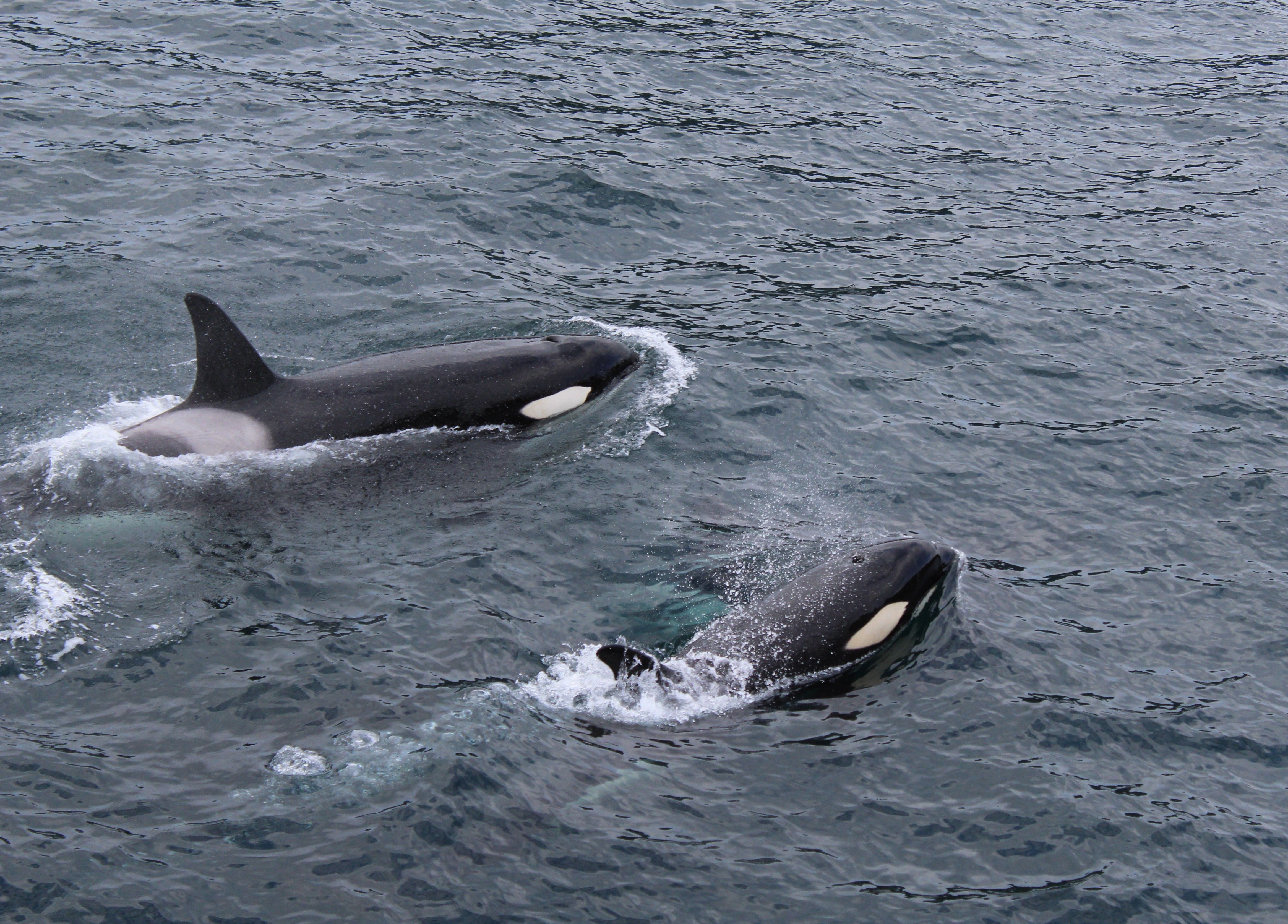 Whale Watching scenic view 5