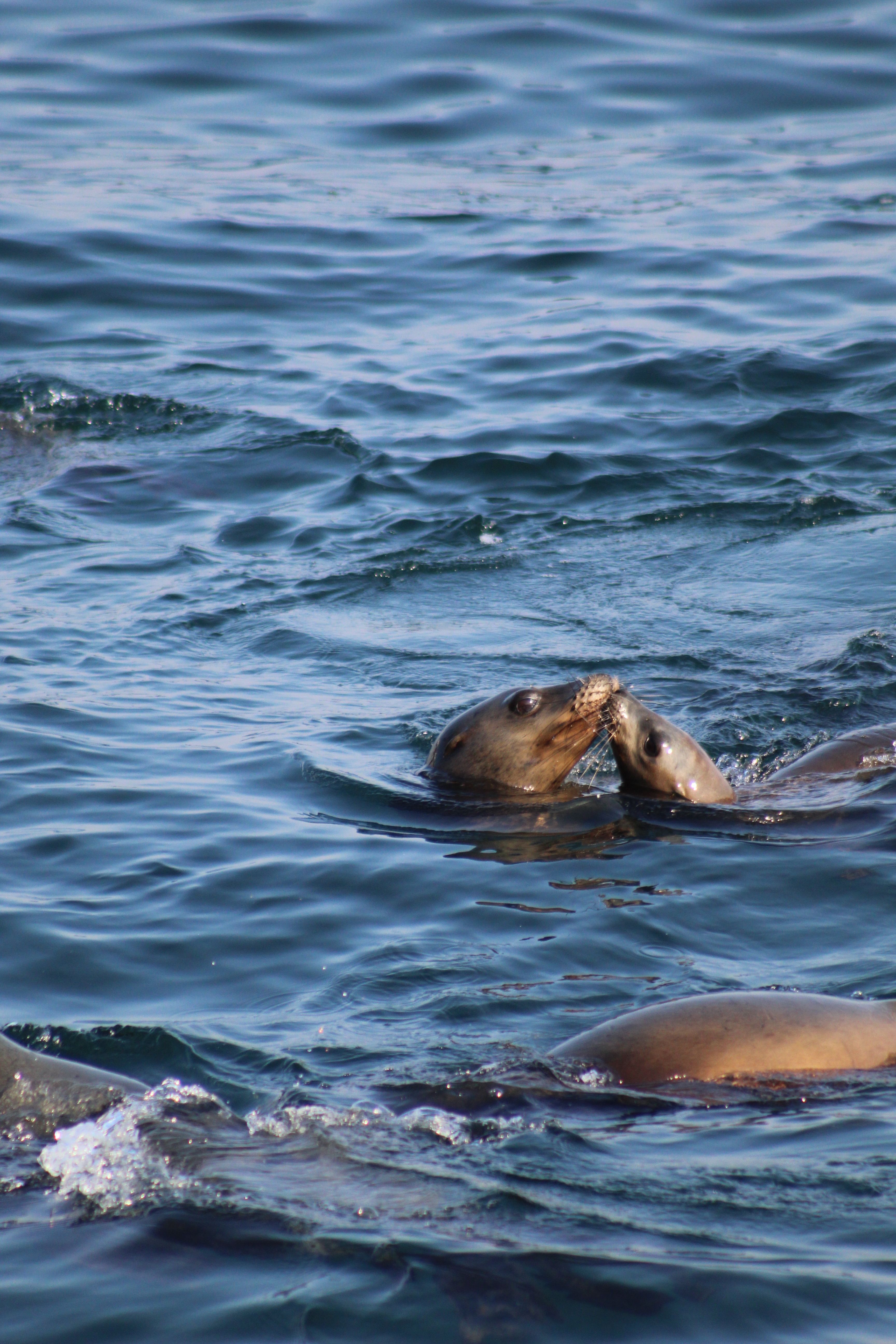 Whale Watching scenic view 4