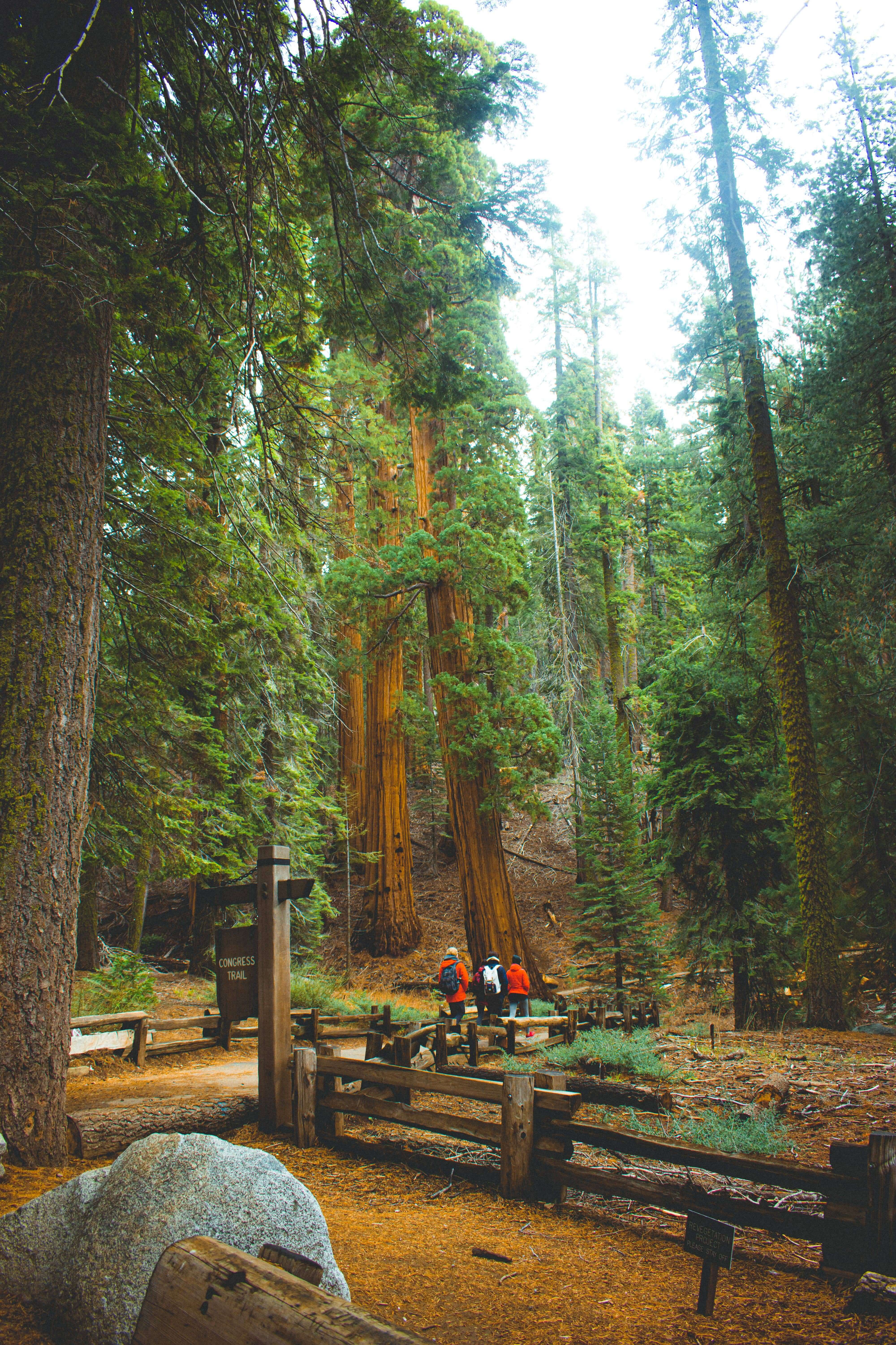 Sequoia National Park scenic view 5