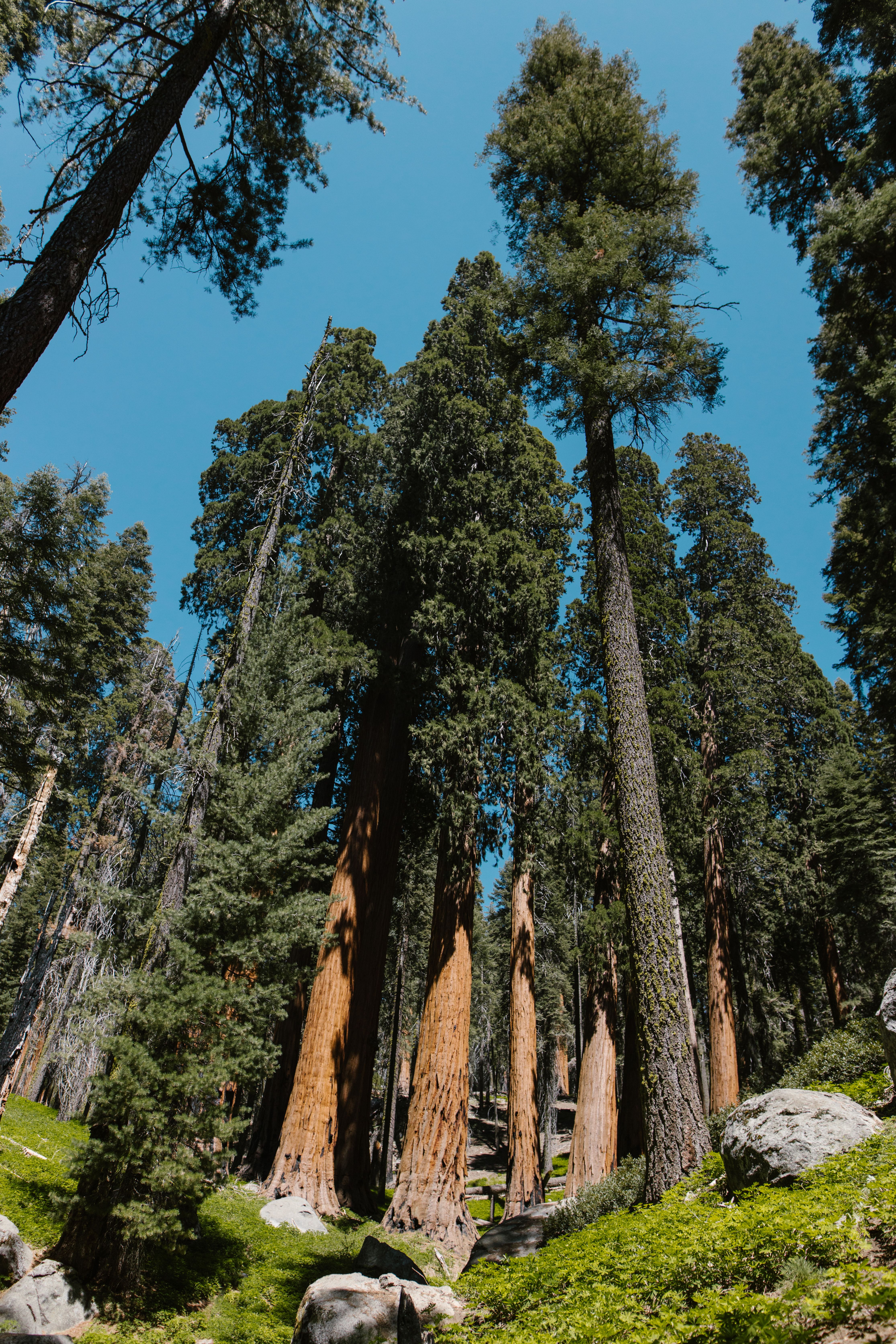 Sequoia National Park scenic view 2