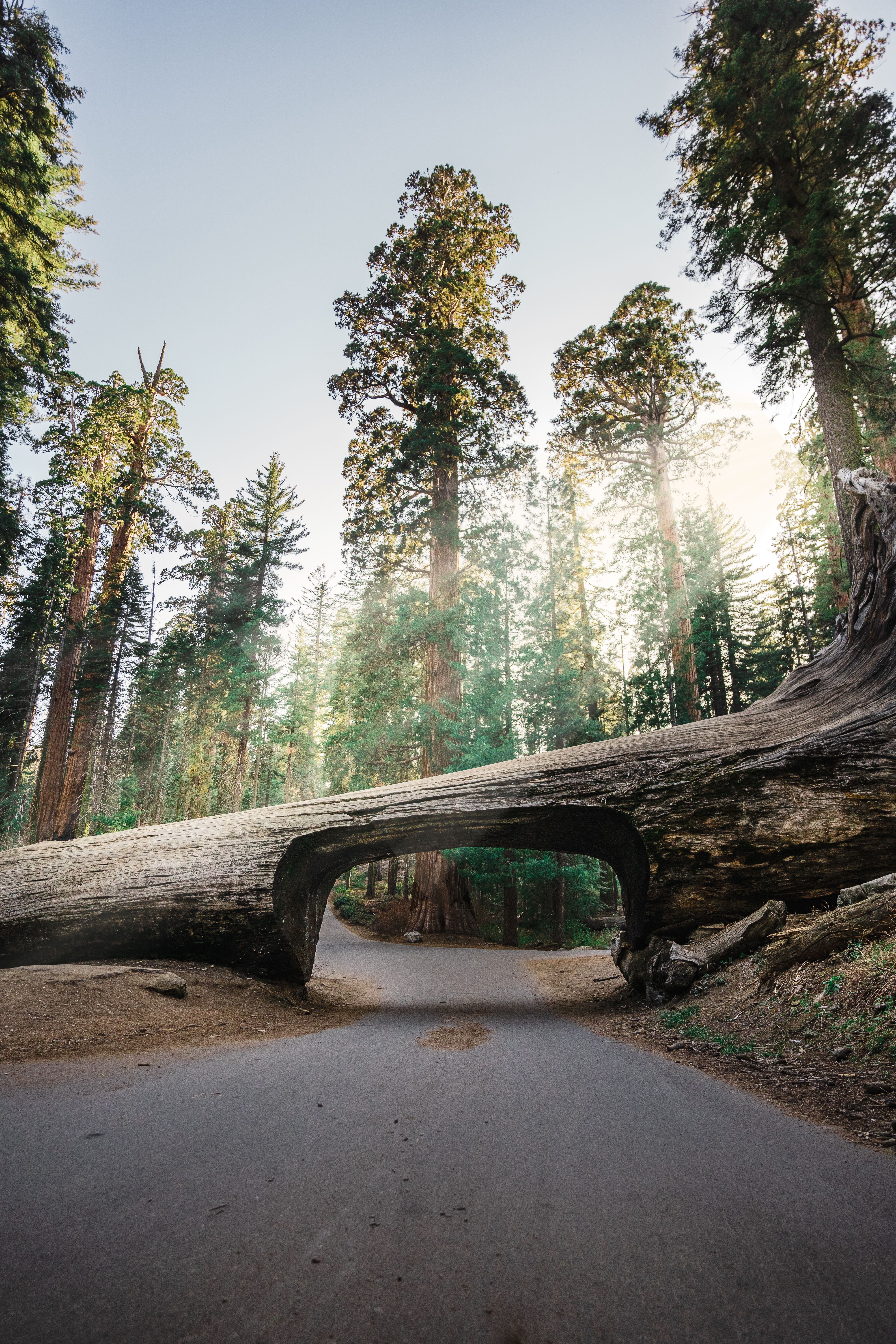 Sequoia National Park scenic view 3