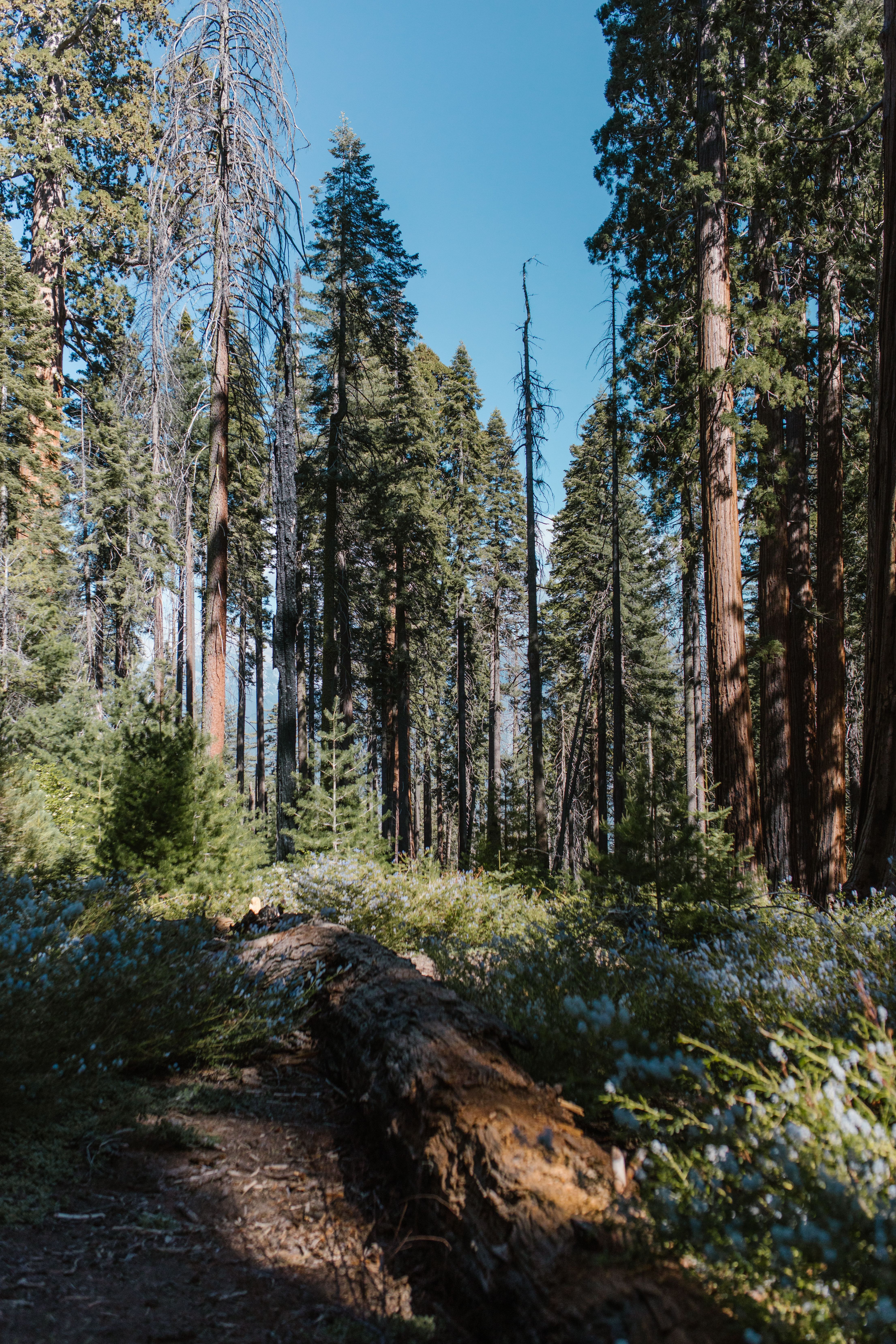 Sequoia National Park scenic view 4