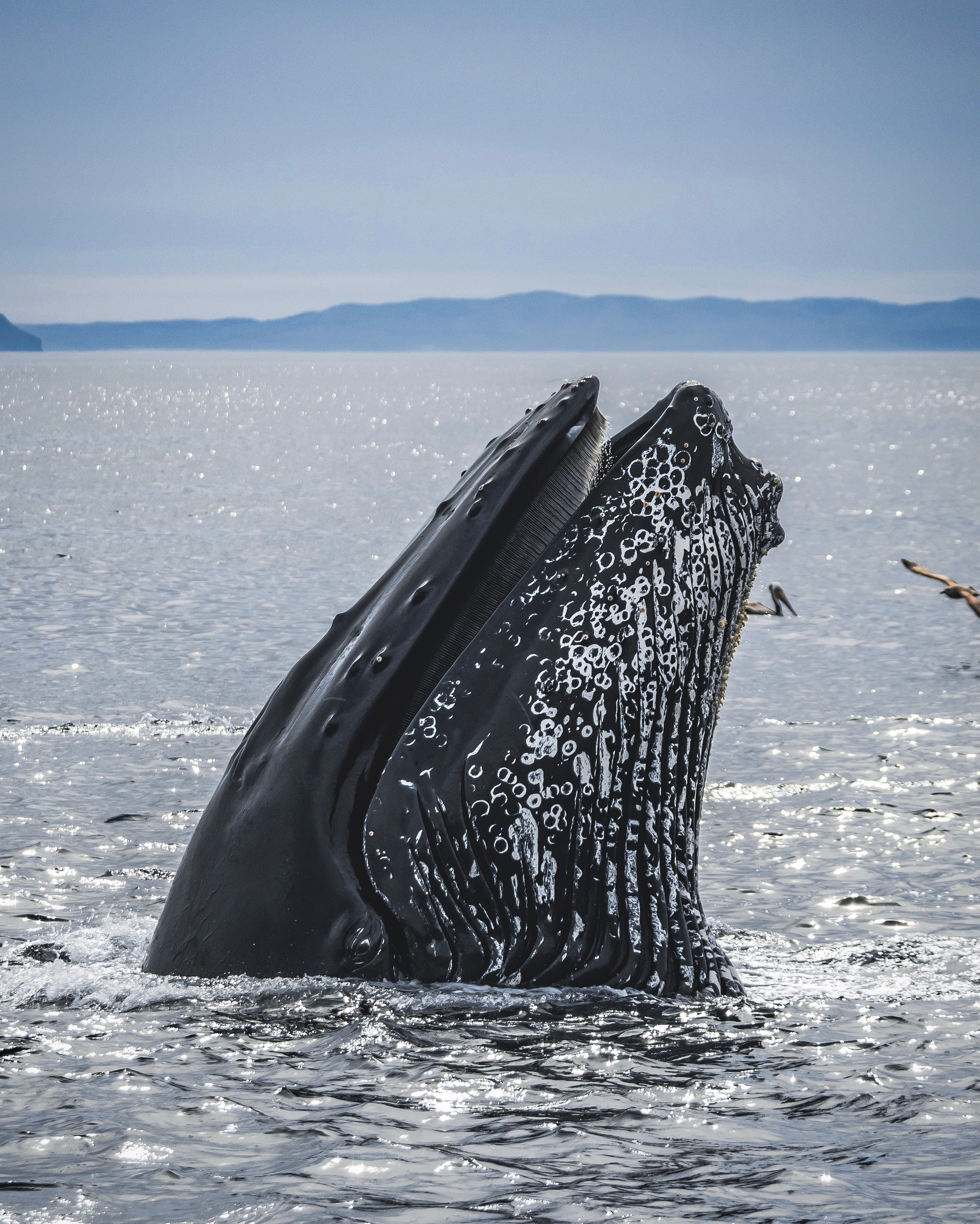 Whale Watching scenic view 1