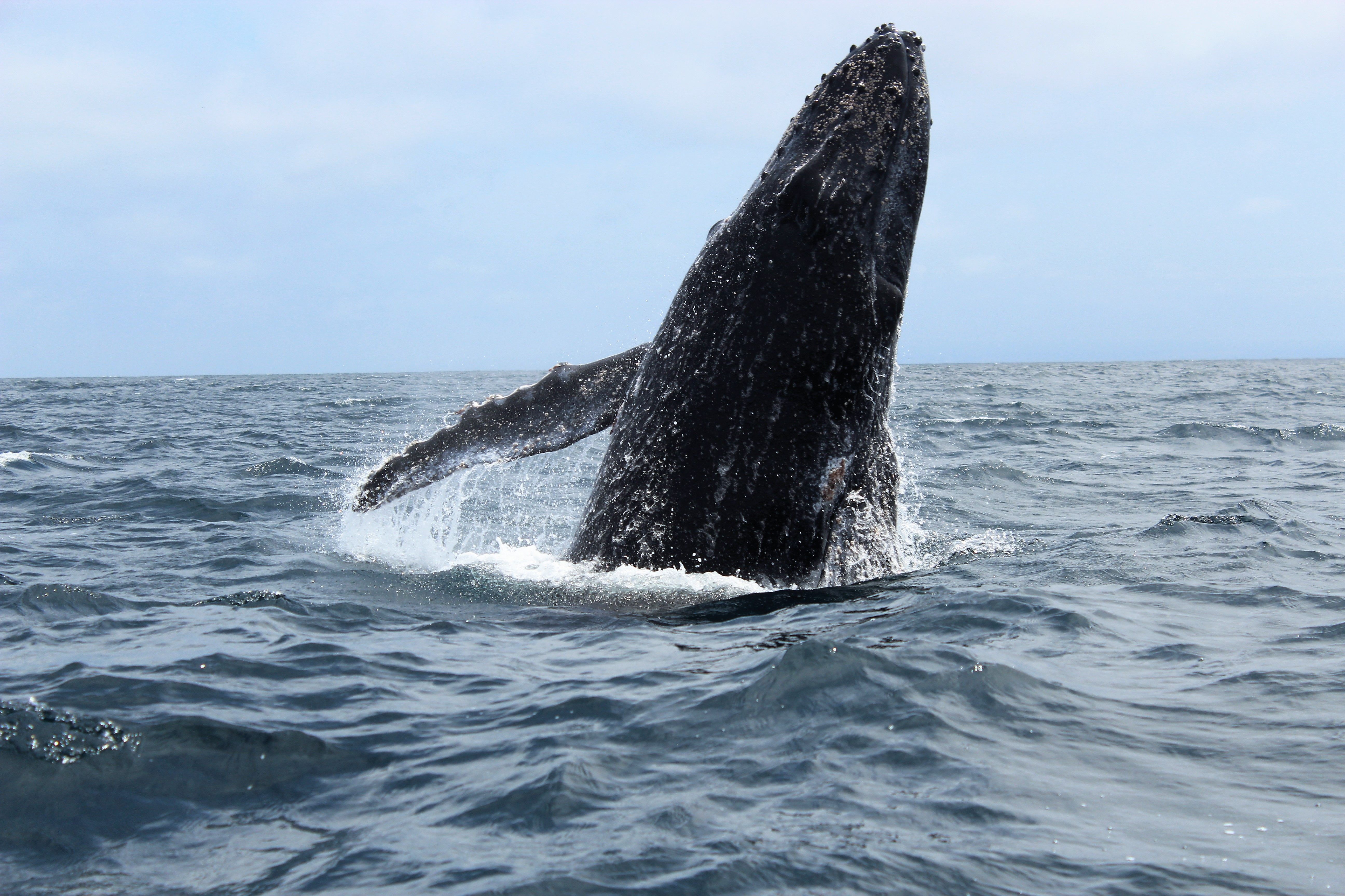 Whale Watching scenic view 2